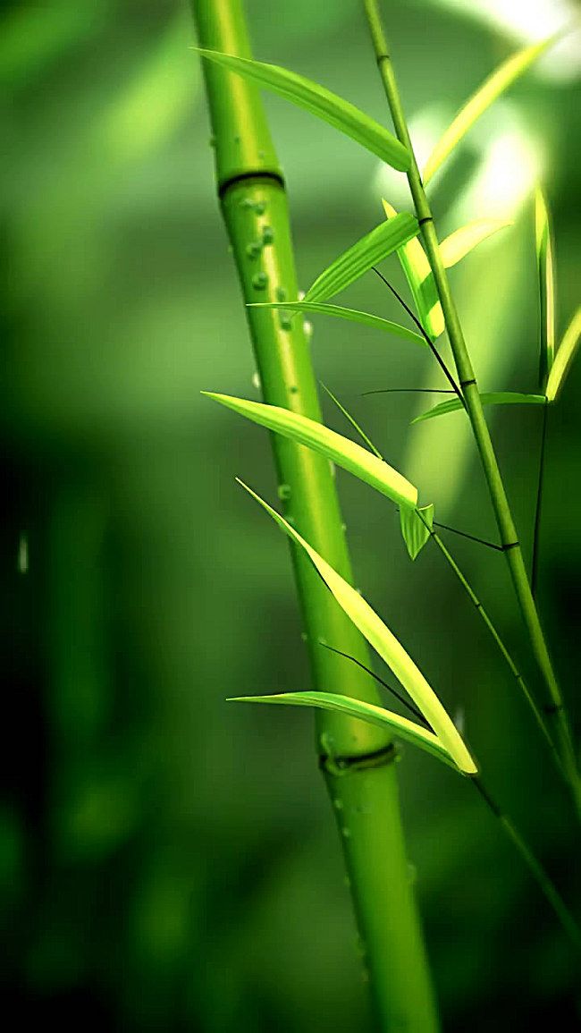 Fresh Bamboo