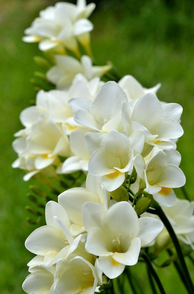 Fresh Pear & Freesia