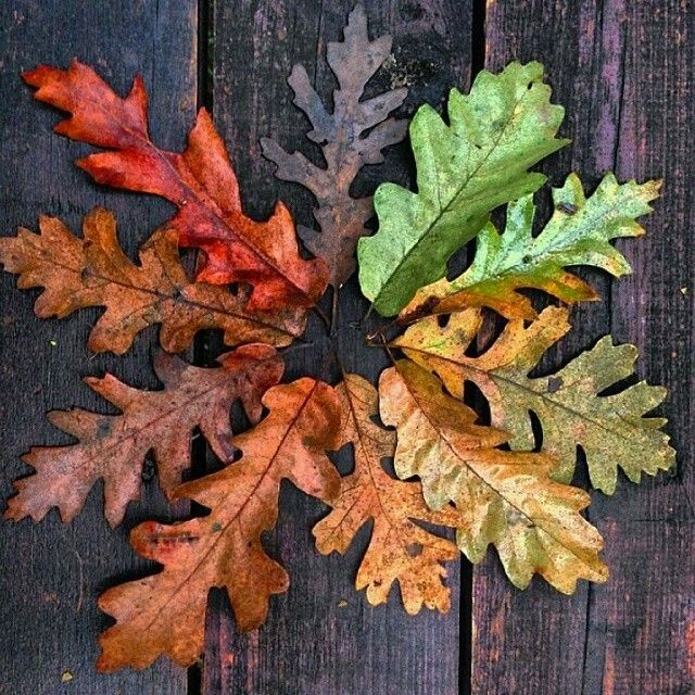 Oak & Sandalwood