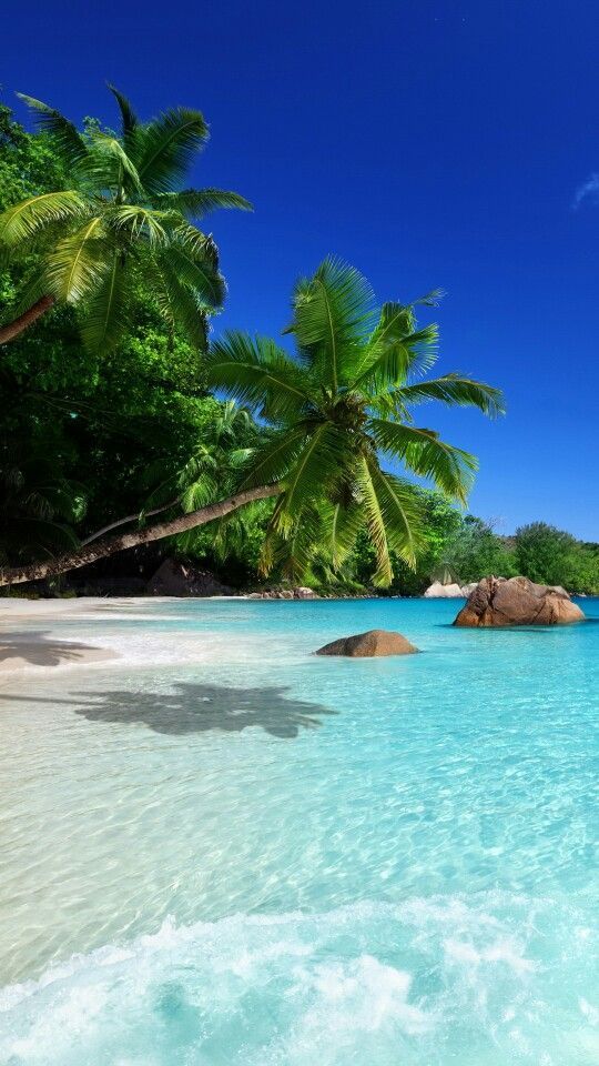 Tropical Vibes