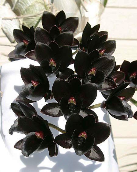 Spicy Black Orchid