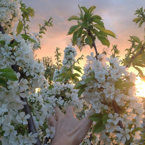 Enchanting