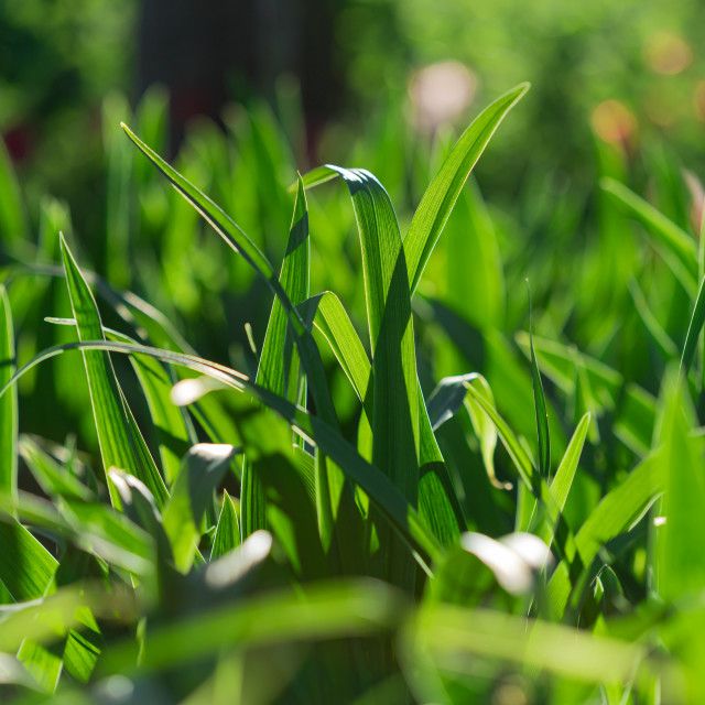 Freshly Cut Lush Grass