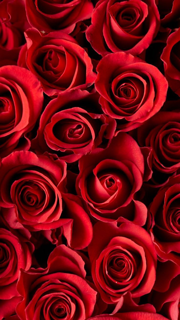 Fresh Roses