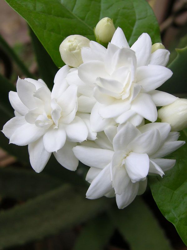 Exotic Jasmine