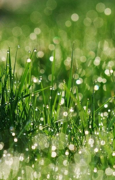 Morning Dew