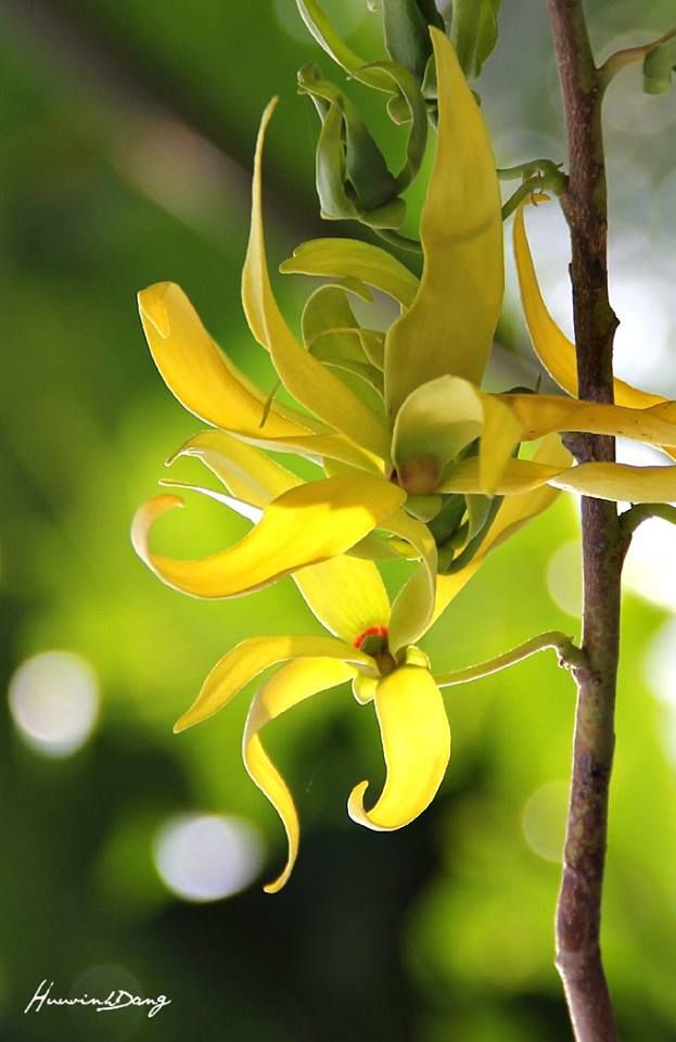 Sensual Ylang Ylang
