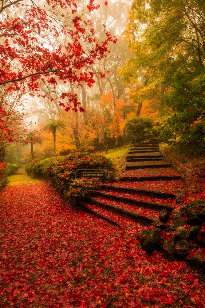 Golden Forest