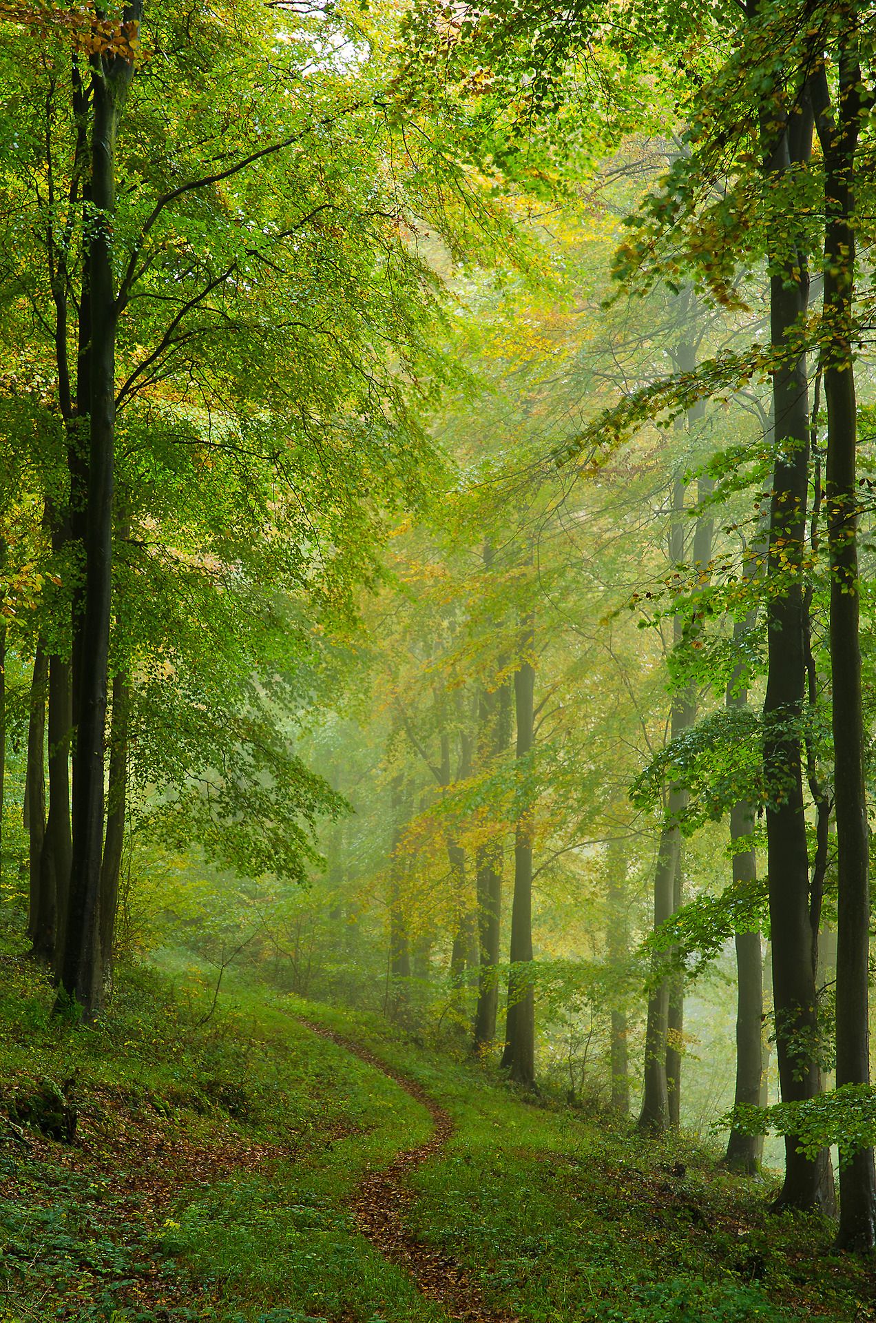 Hidden Forest